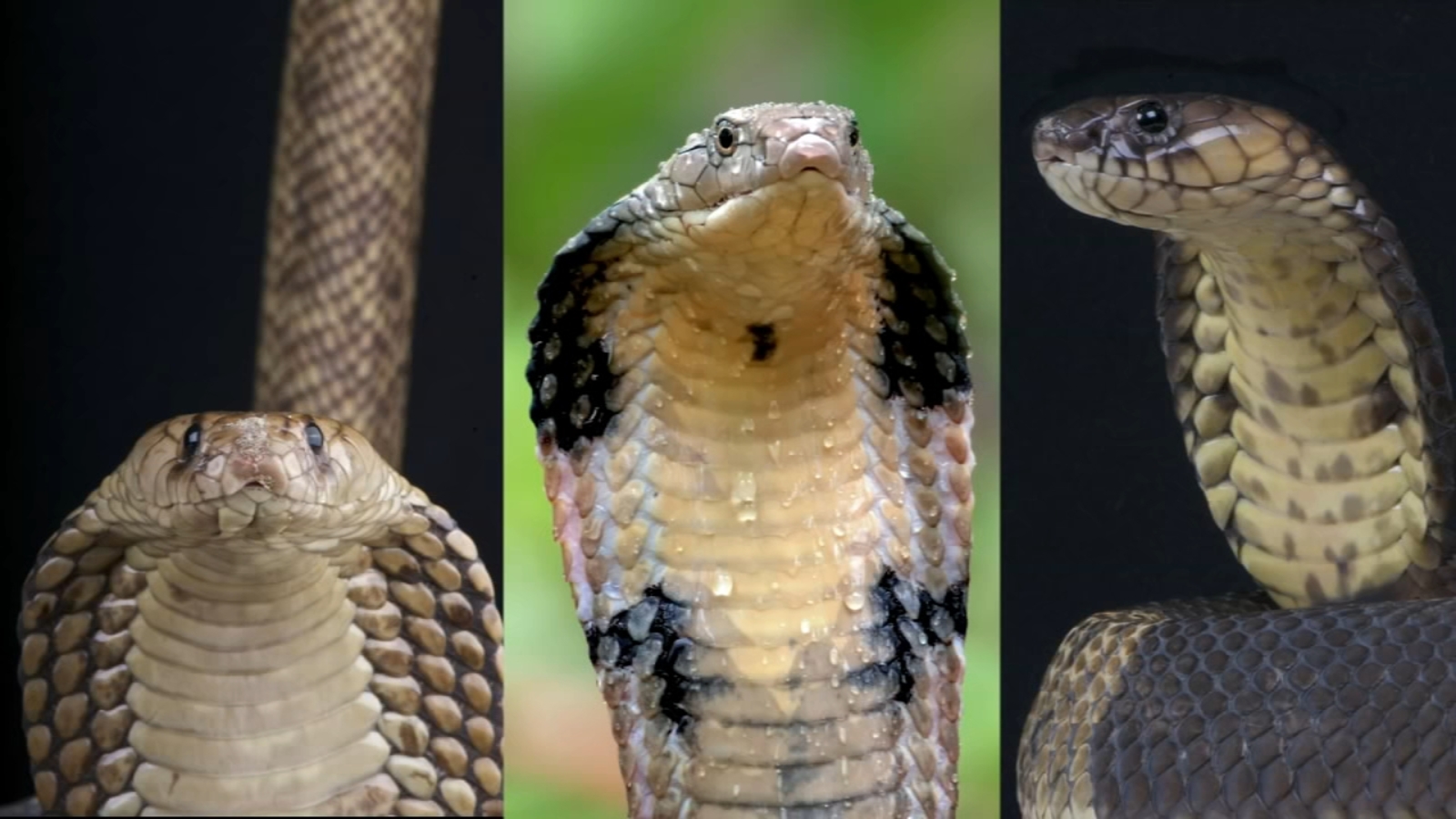 Download King Cobra Snake Photo Nomer 20