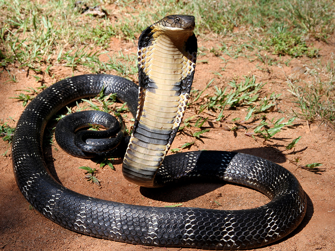 Detail King Cobra Snake Photo Nomer 3