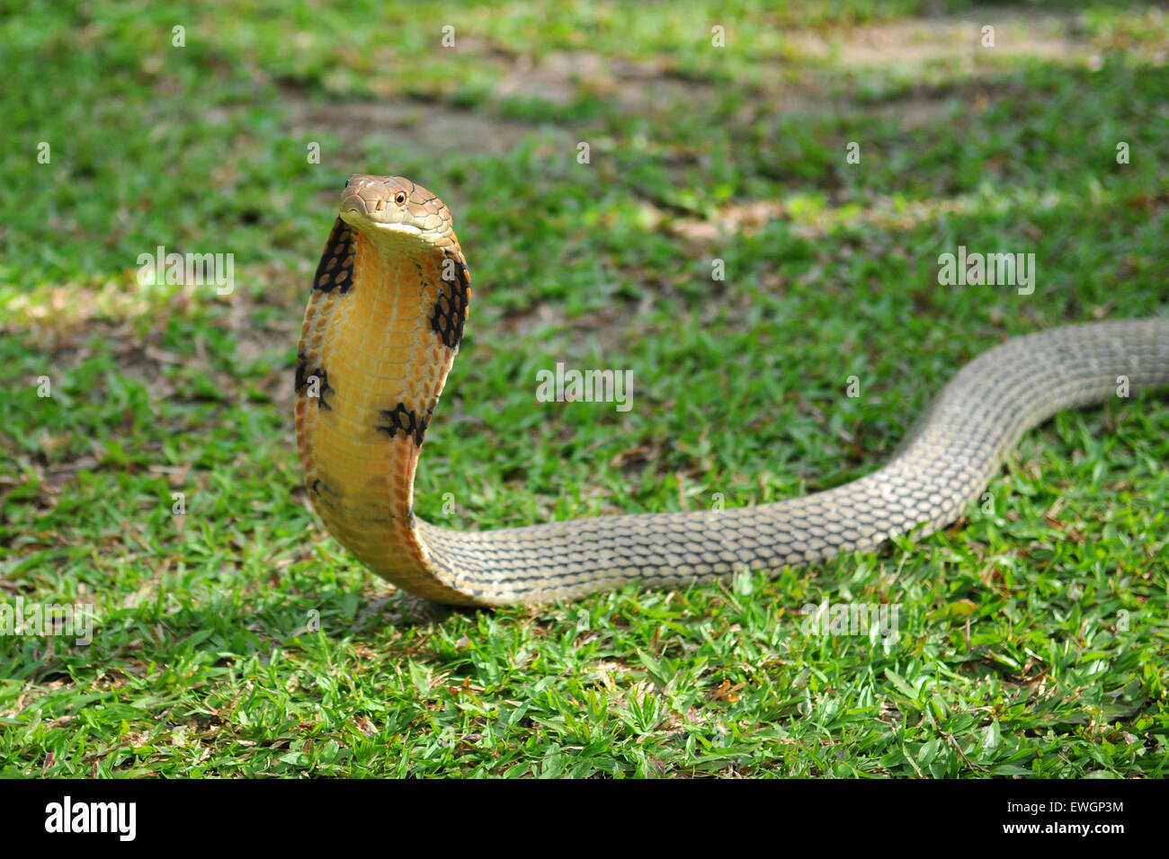 Detail King Cobra Snake Photo Nomer 35