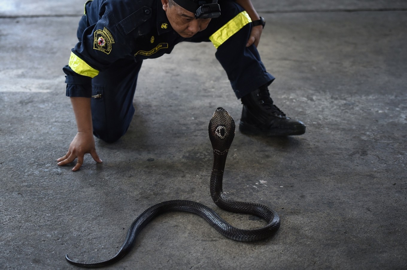 Detail King Cobra Snake Photo Nomer 41