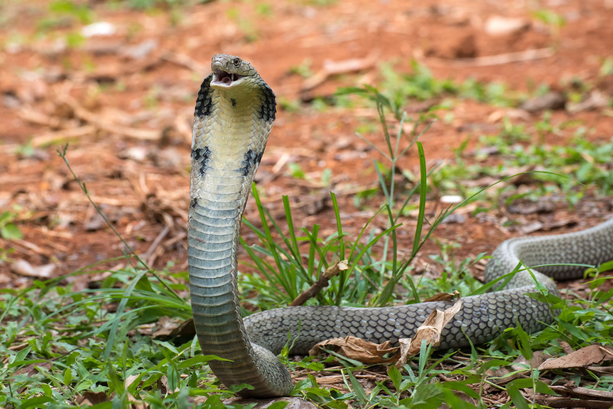 Detail King Cobra Snake Photo Nomer 6