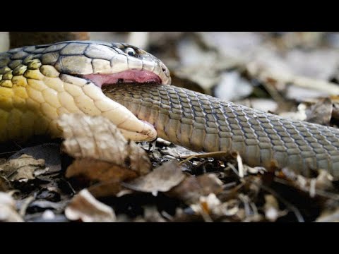 Detail King Cobra Snake Photo Nomer 54