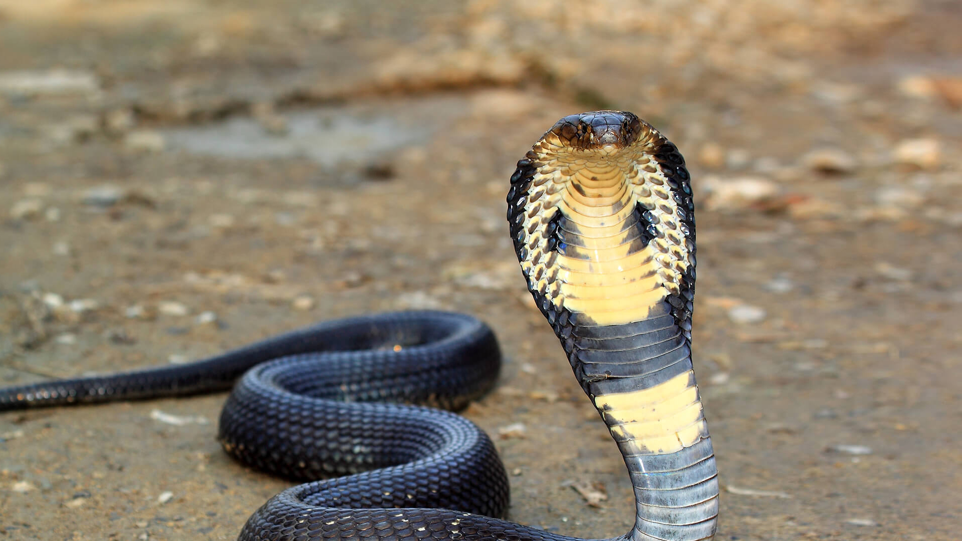 Detail King Cobra Snake Photo Nomer 7