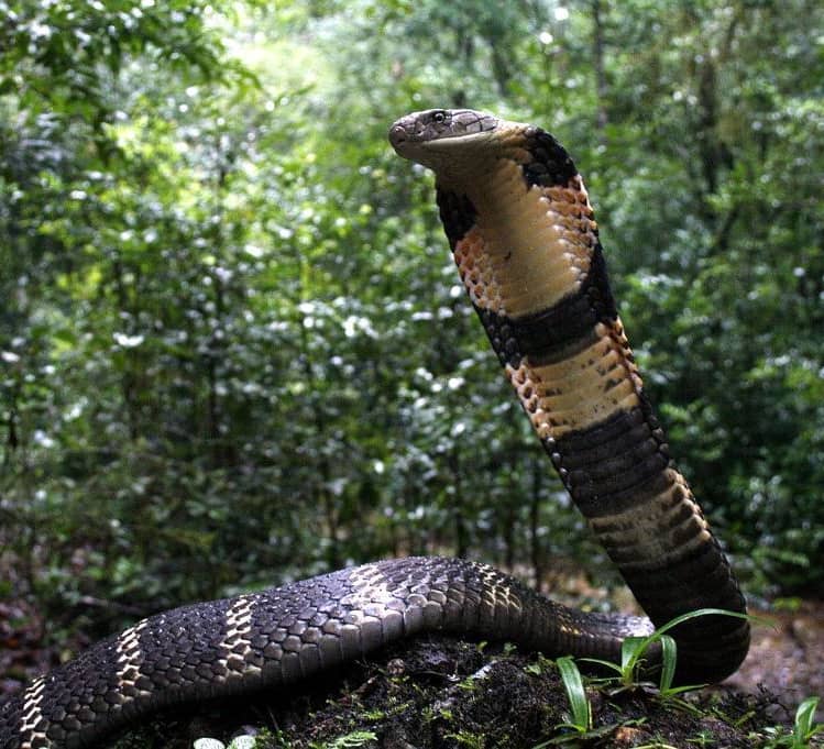 Detail King Cobra Snake Photo Nomer 9