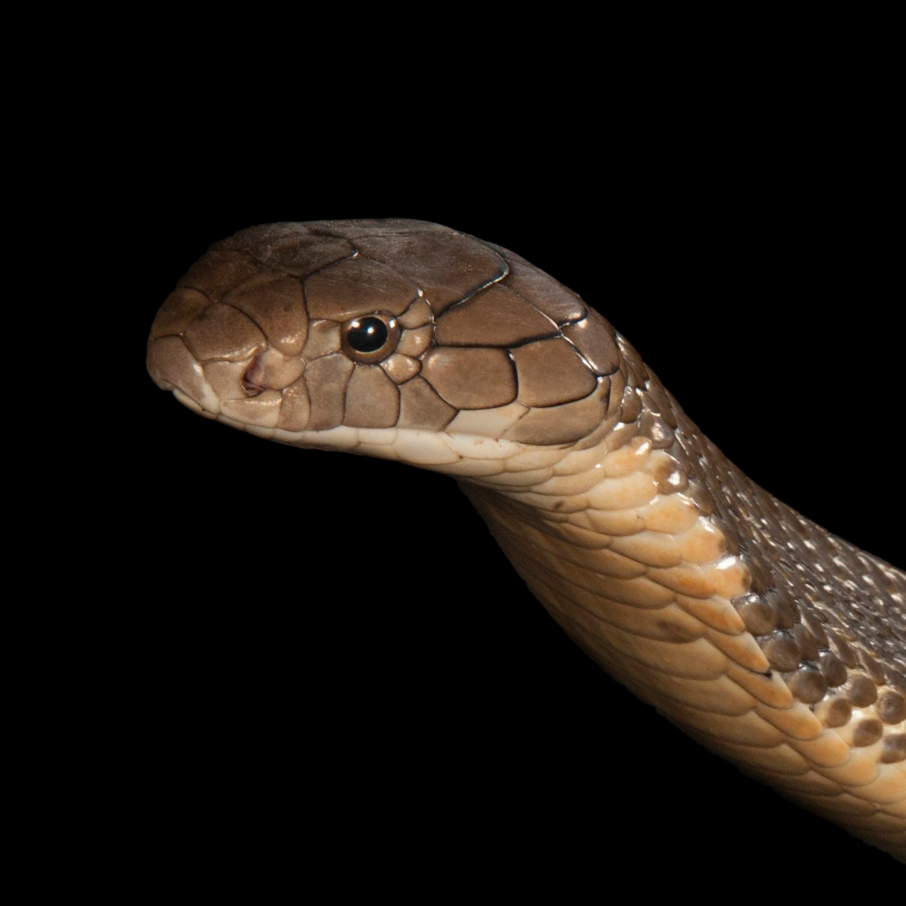 Detail King Cobra Snake Photo Nomer 10