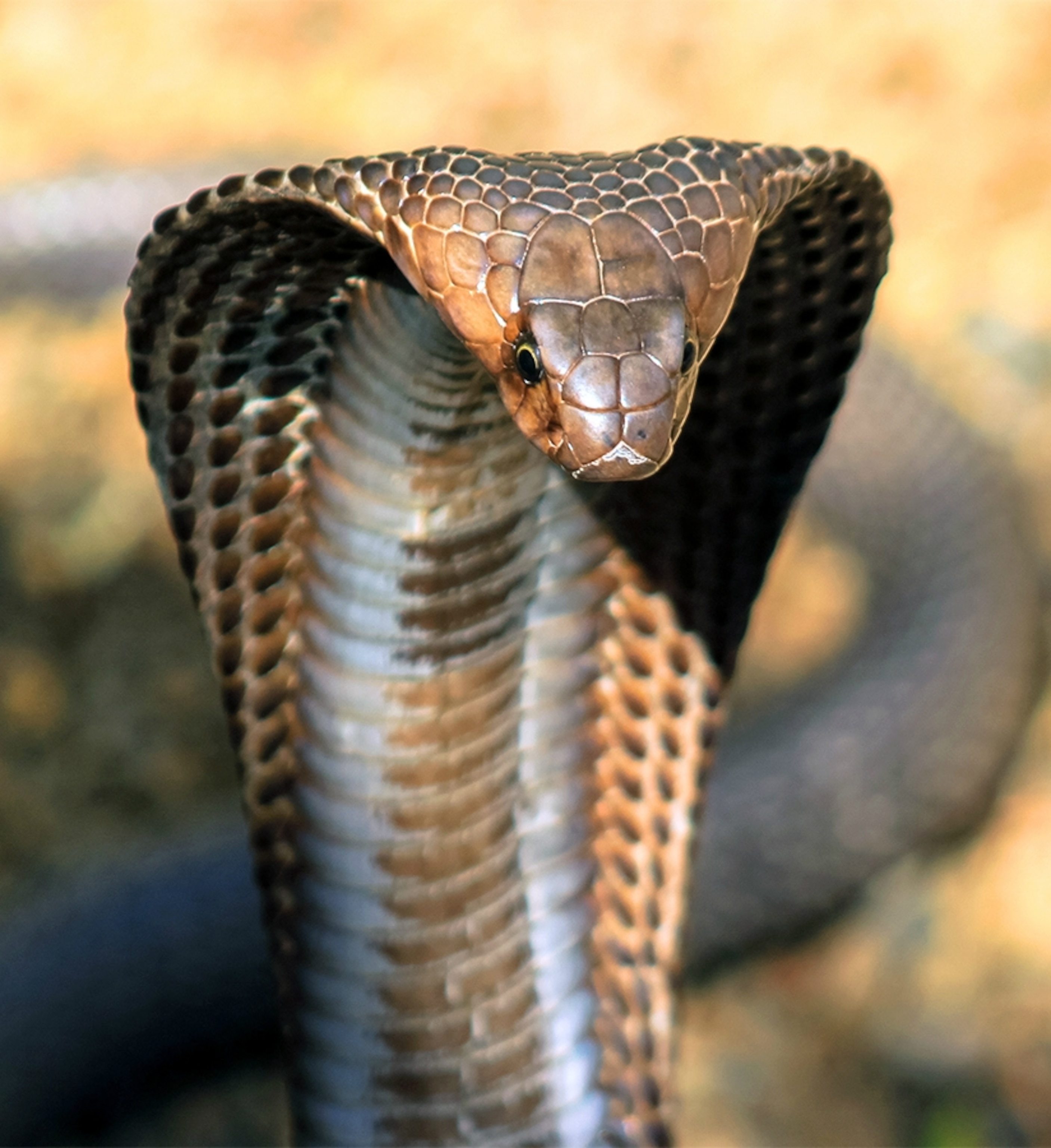 King Cobra Snake Pictures - KibrisPDR