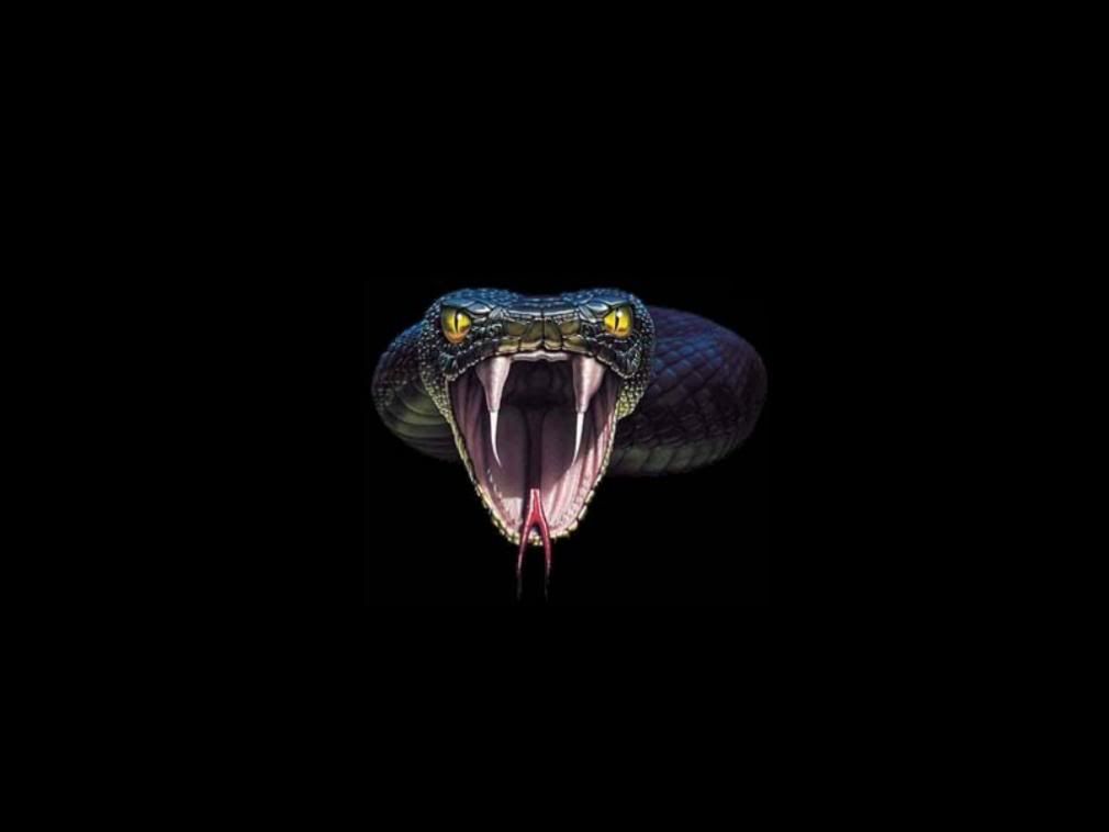 King Cobra Wallpaper - KibrisPDR