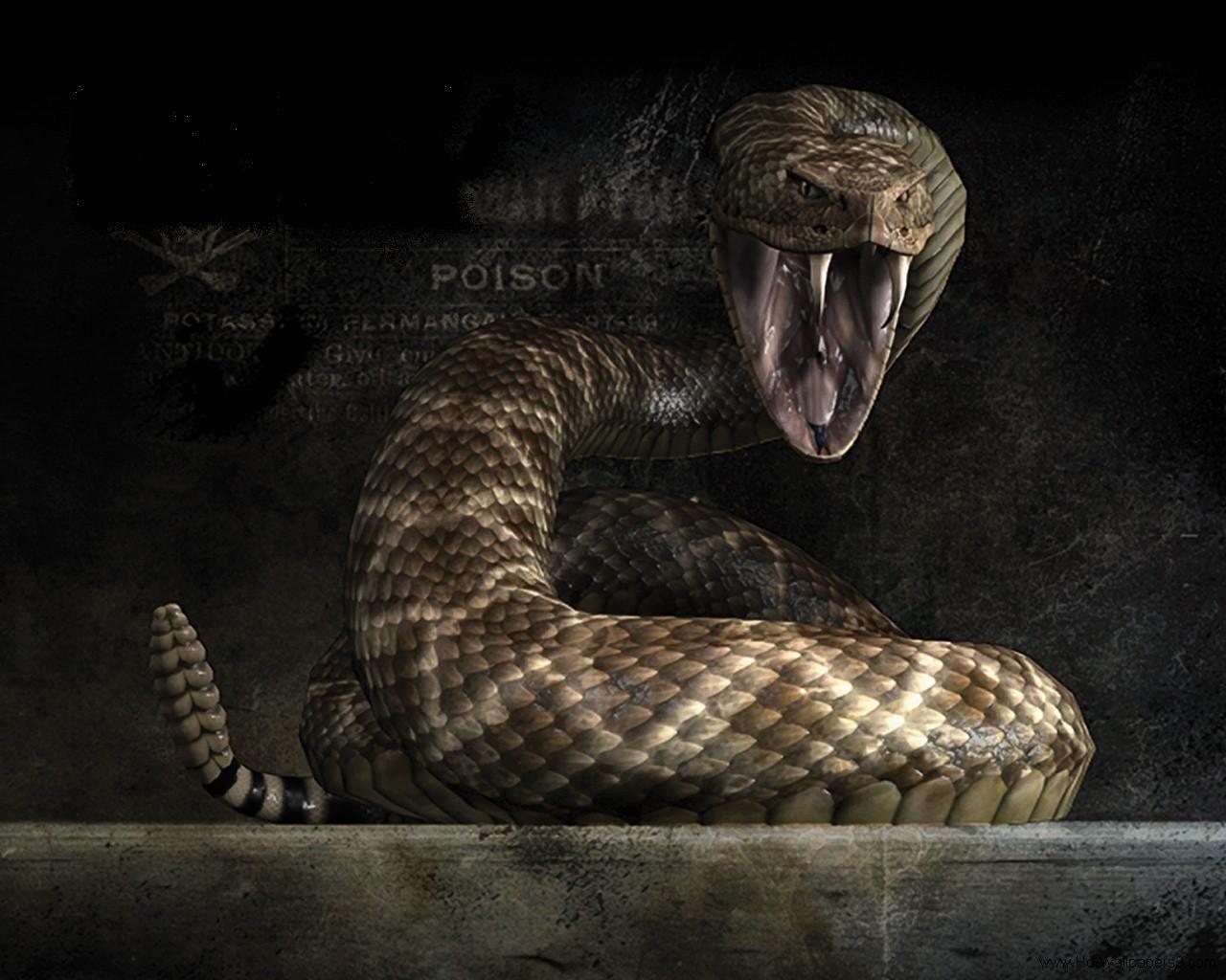 Detail King Cobra Wallpaper Nomer 12