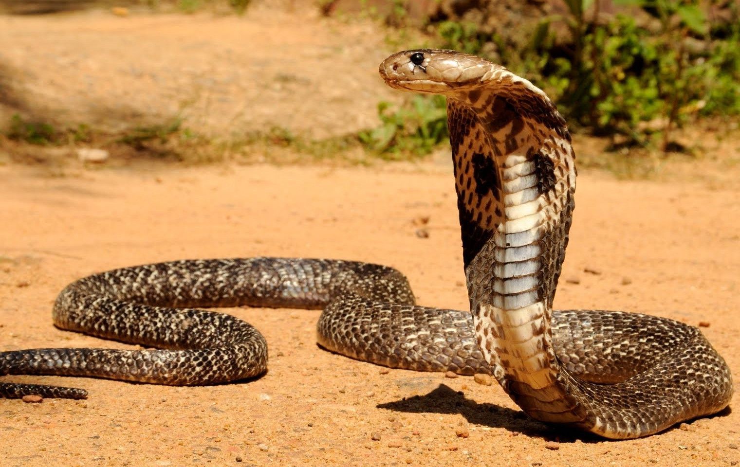 Detail King Cobra Wallpaper Nomer 14
