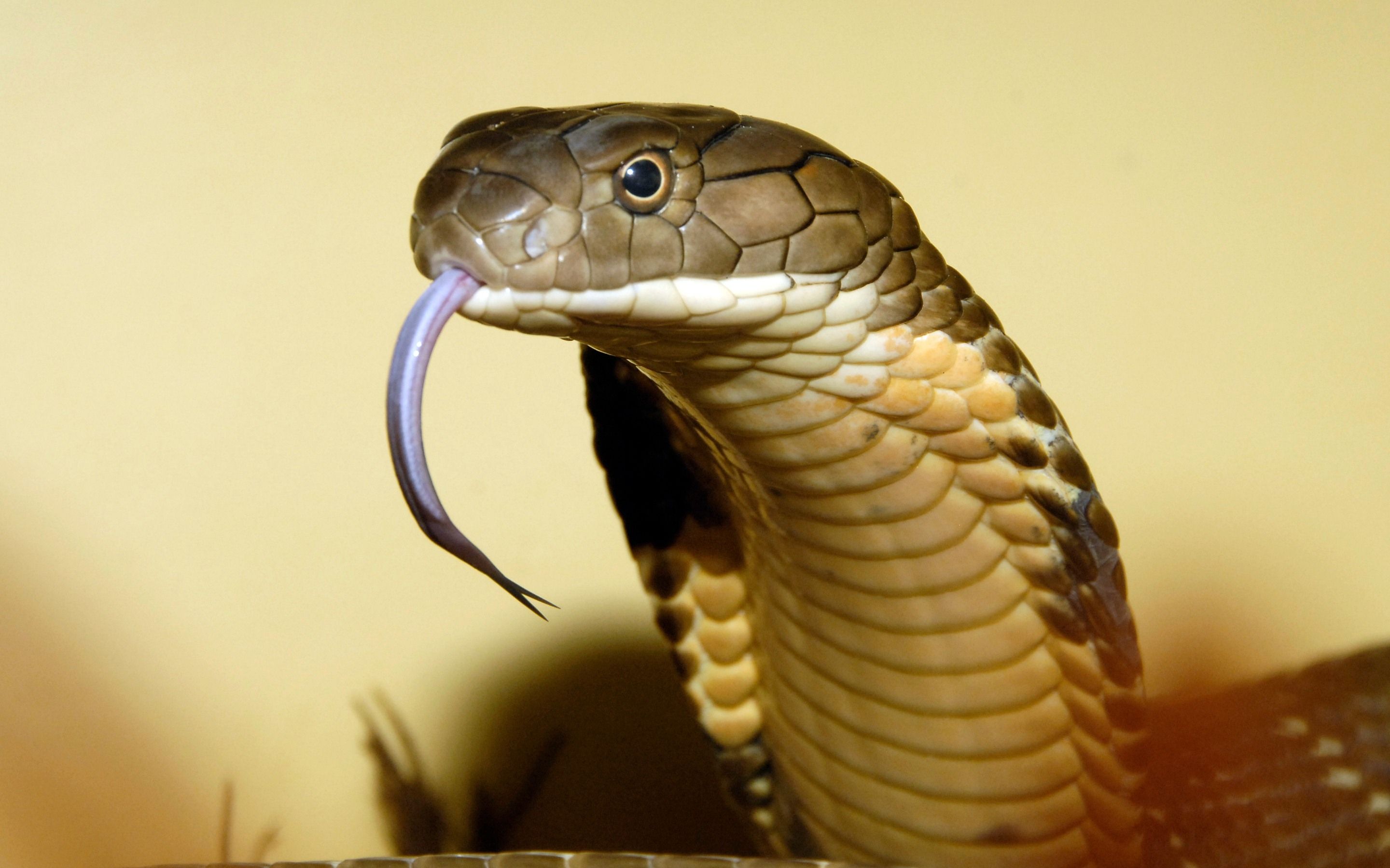 Detail King Cobra Wallpaper Nomer 18