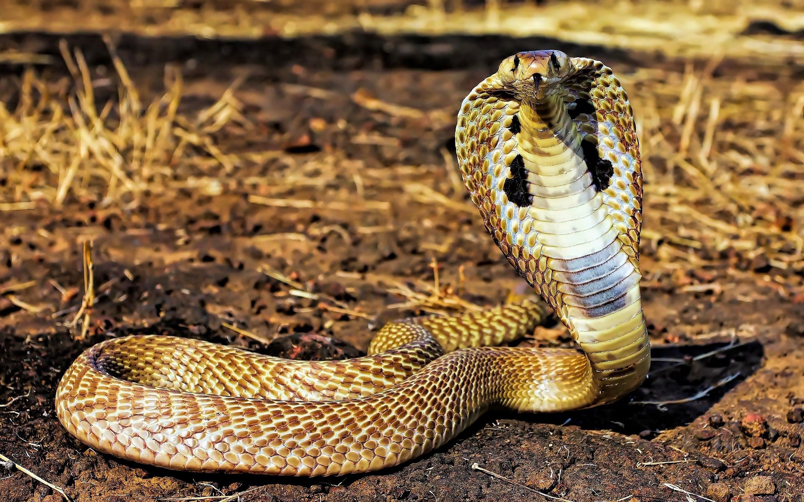 Detail King Cobra Wallpaper Nomer 19