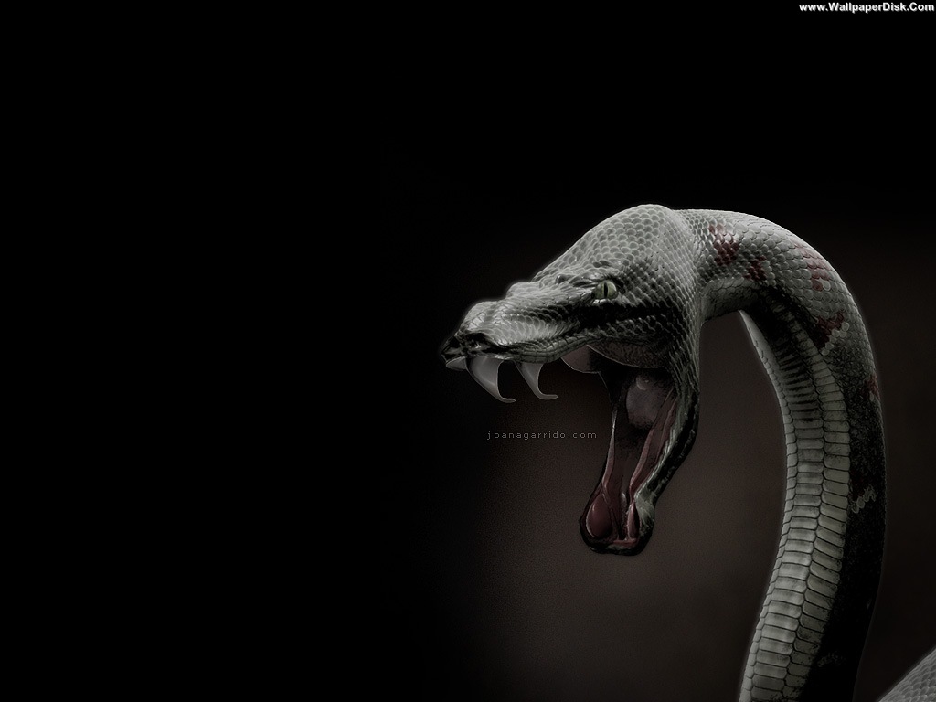 Detail King Cobra Wallpaper Nomer 20