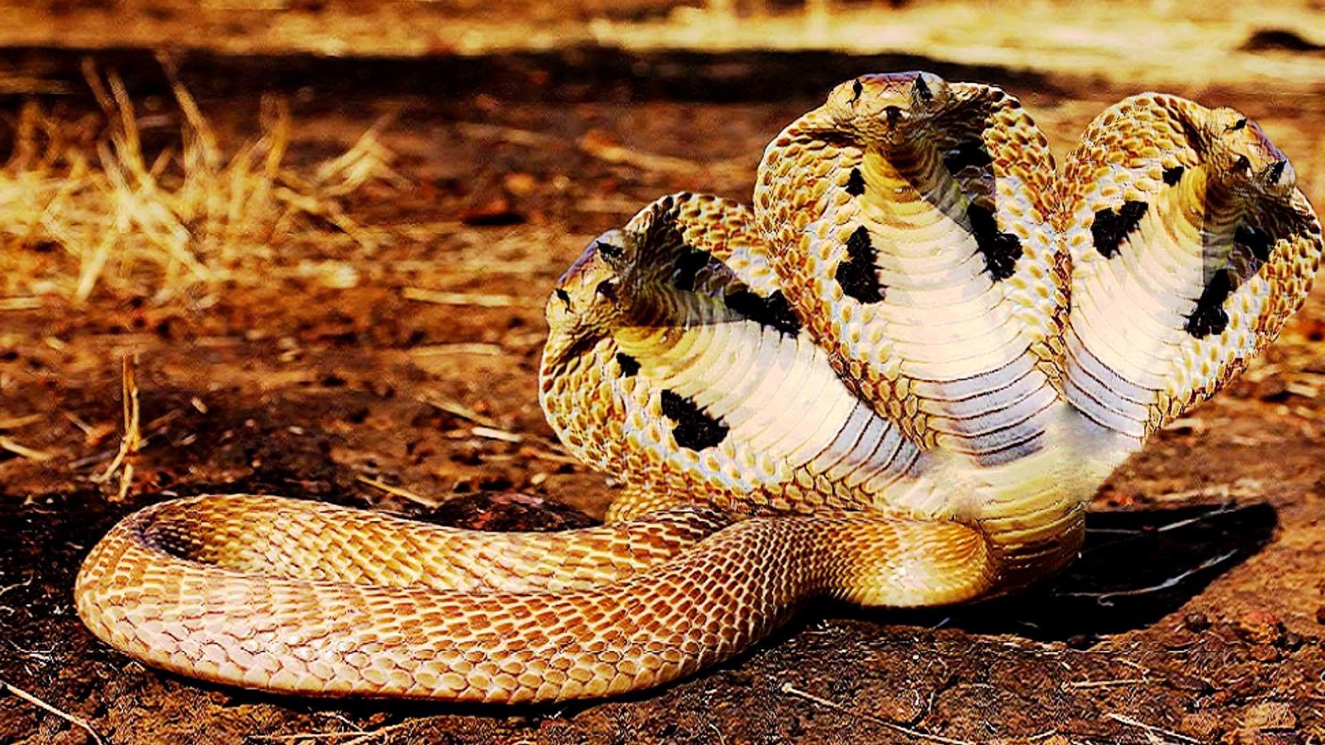 Detail King Cobra Wallpaper Nomer 21
