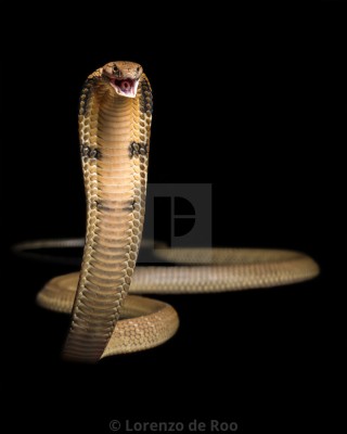 Detail King Cobra Wallpaper Nomer 23