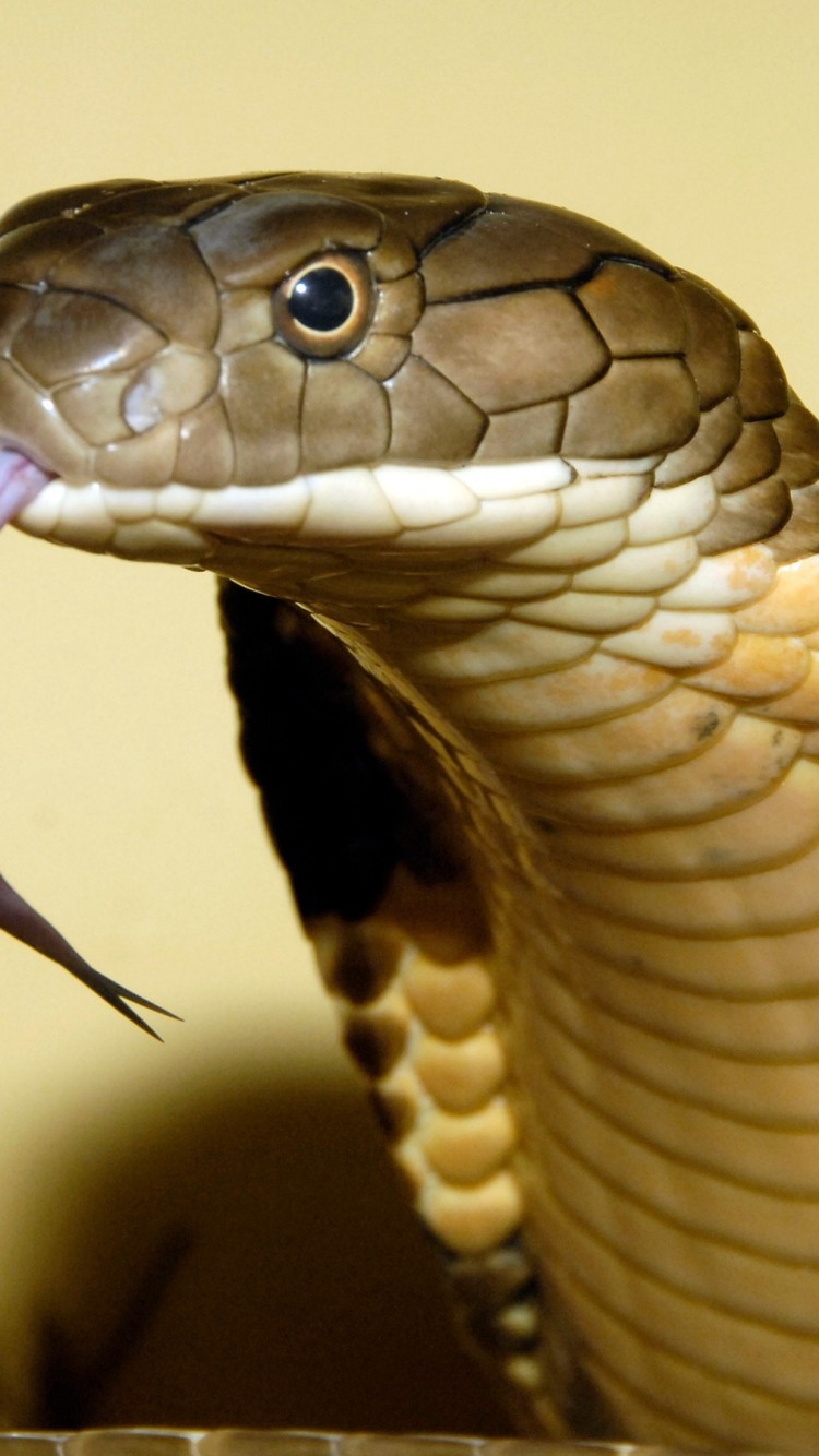 Detail King Cobra Wallpaper Nomer 26