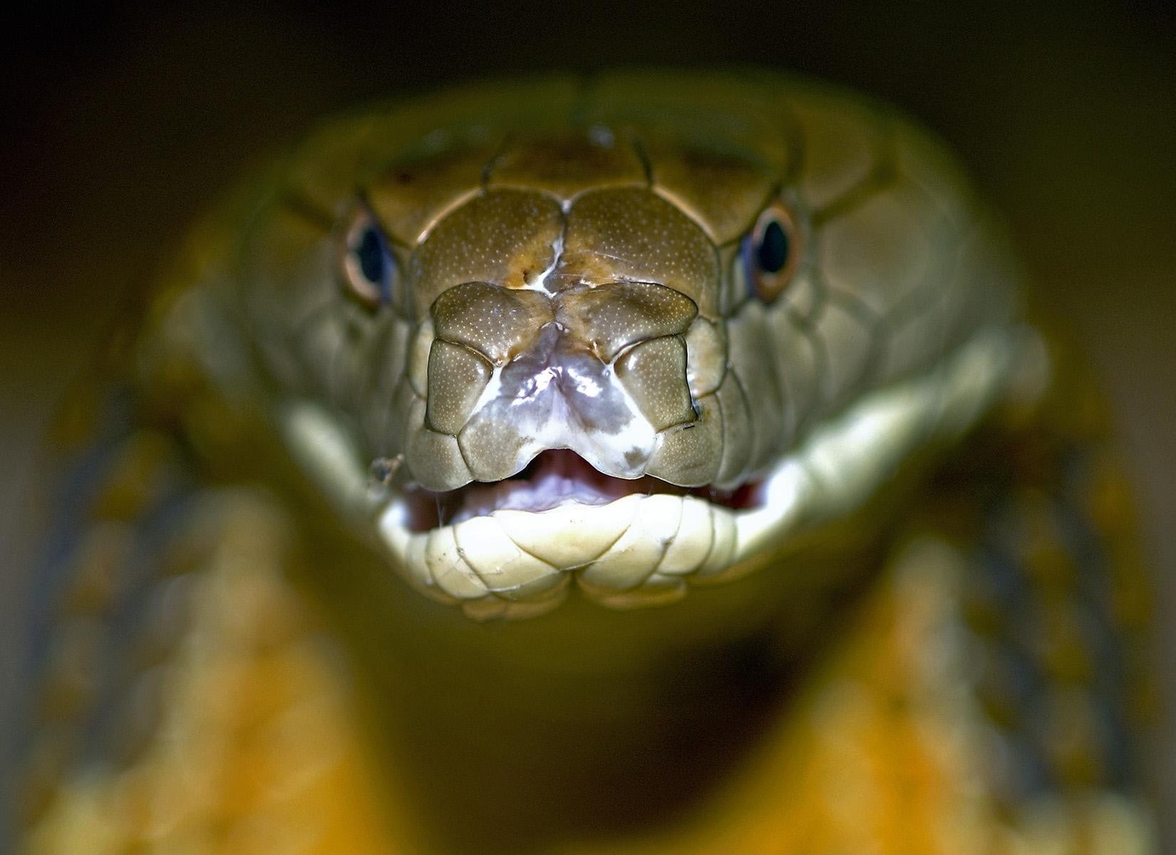 Detail King Cobra Wallpaper Nomer 28