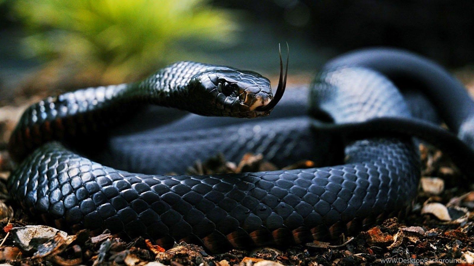 Detail King Cobra Wallpaper Nomer 29