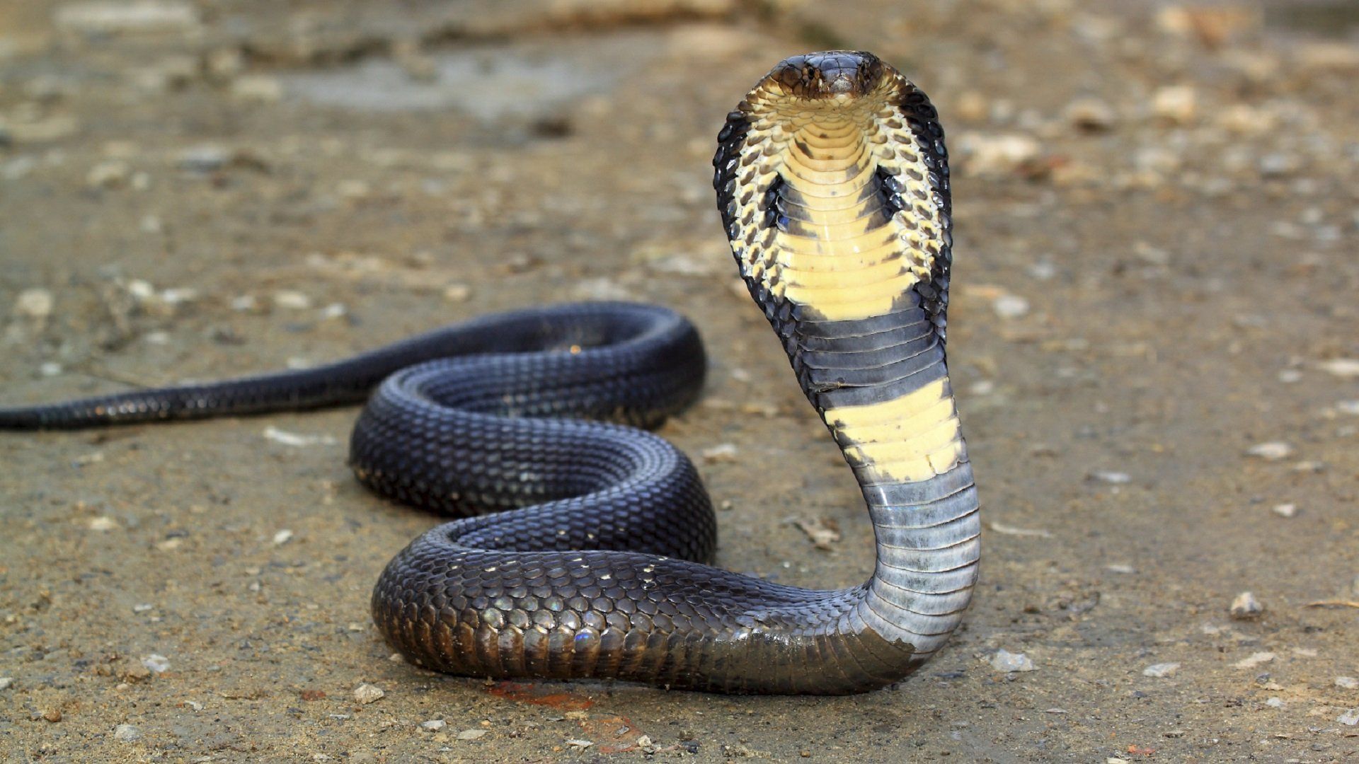 Detail King Cobra Wallpaper Nomer 4