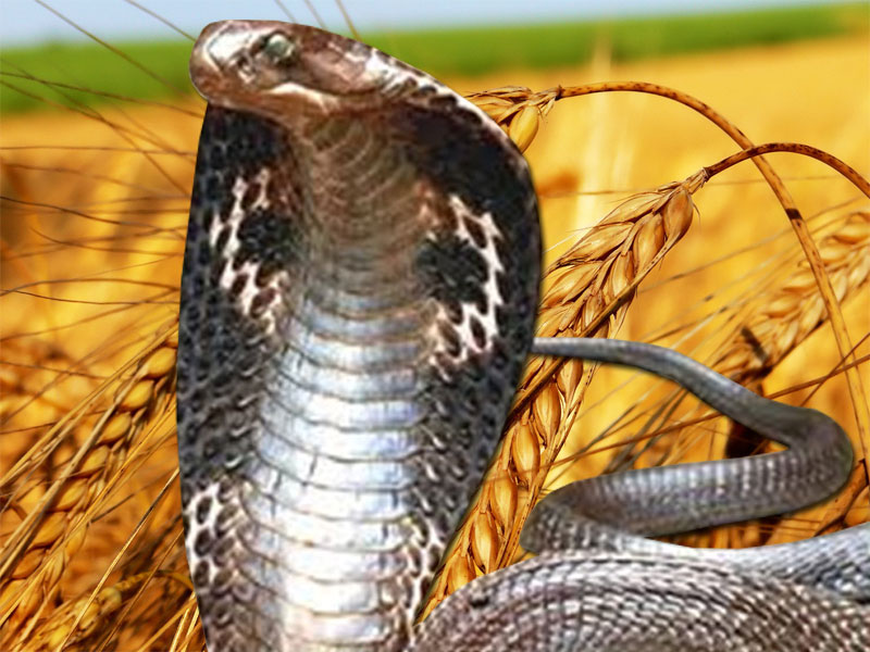 Detail King Cobra Wallpaper Nomer 31