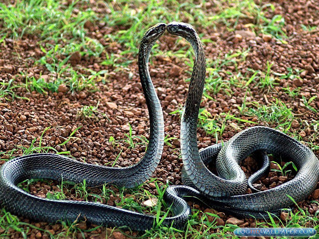 Detail King Cobra Wallpaper Nomer 32
