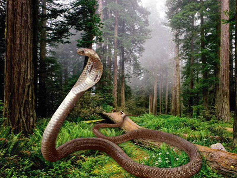 Detail King Cobra Wallpaper Nomer 33