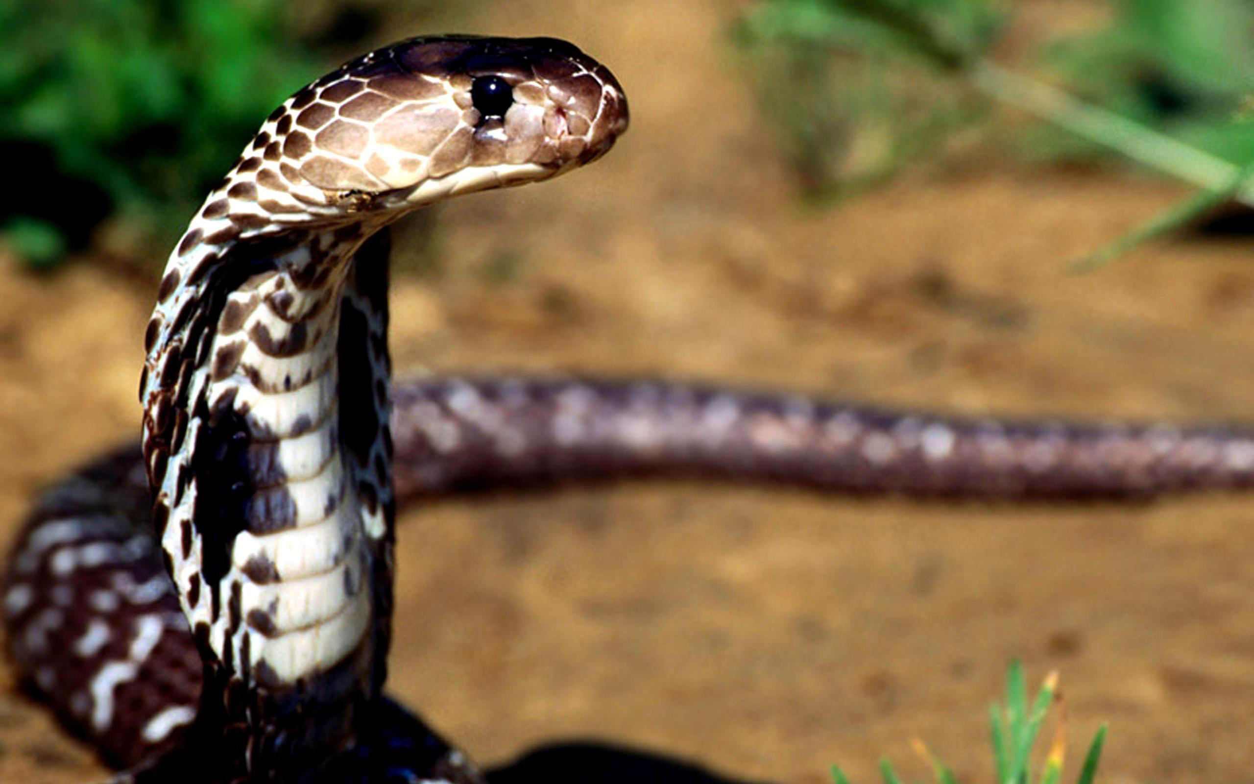 Detail King Cobra Wallpaper Nomer 34