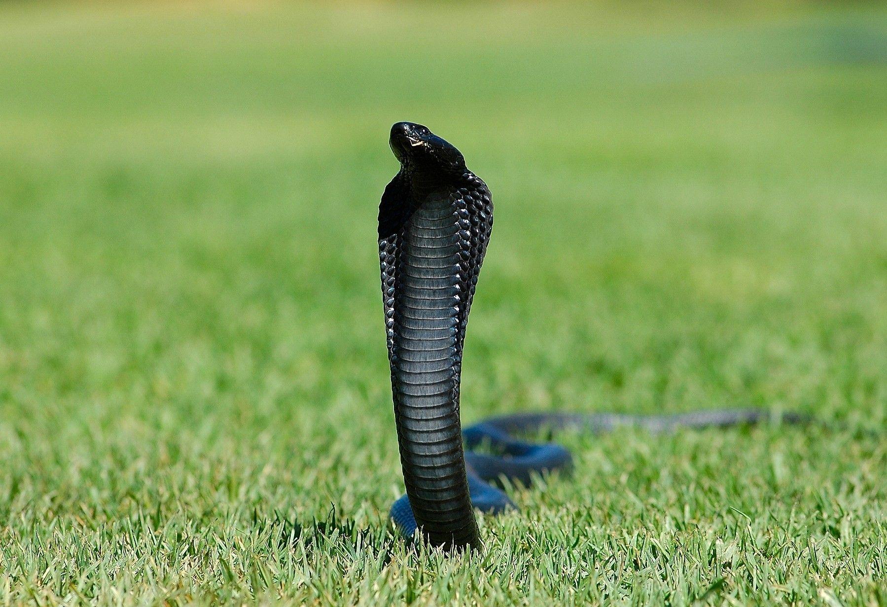 Detail King Cobra Wallpaper Nomer 36