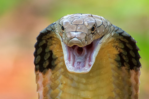Detail King Cobra Wallpaper Nomer 37