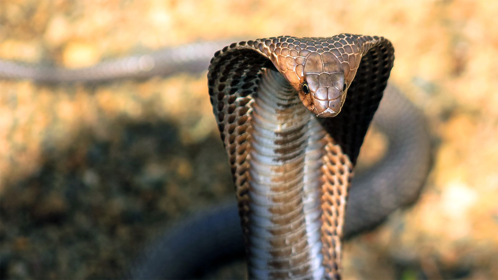 Detail King Cobra Wallpaper Nomer 40