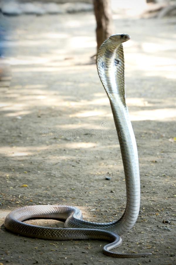 Detail King Cobra Wallpaper Nomer 43