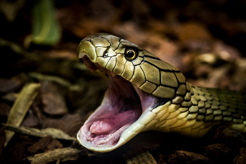 Detail King Cobra Wallpaper Nomer 45