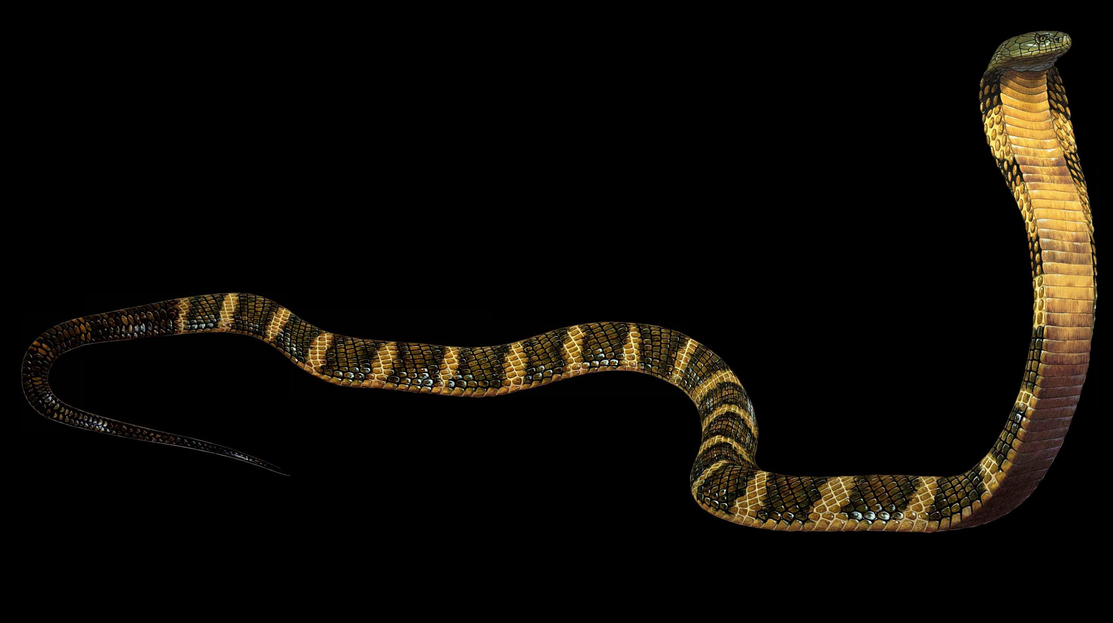 Detail King Cobra Wallpaper Nomer 46
