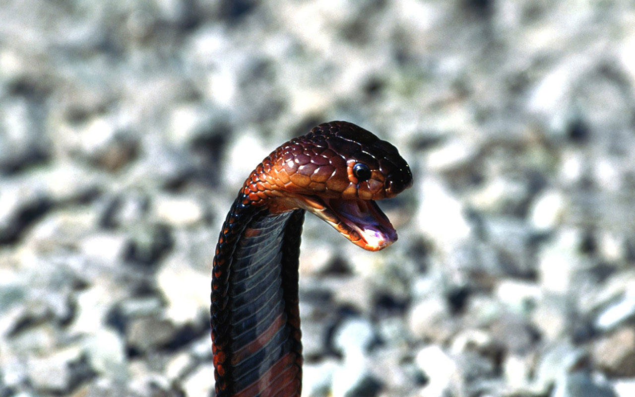 Detail King Cobra Wallpaper Nomer 47