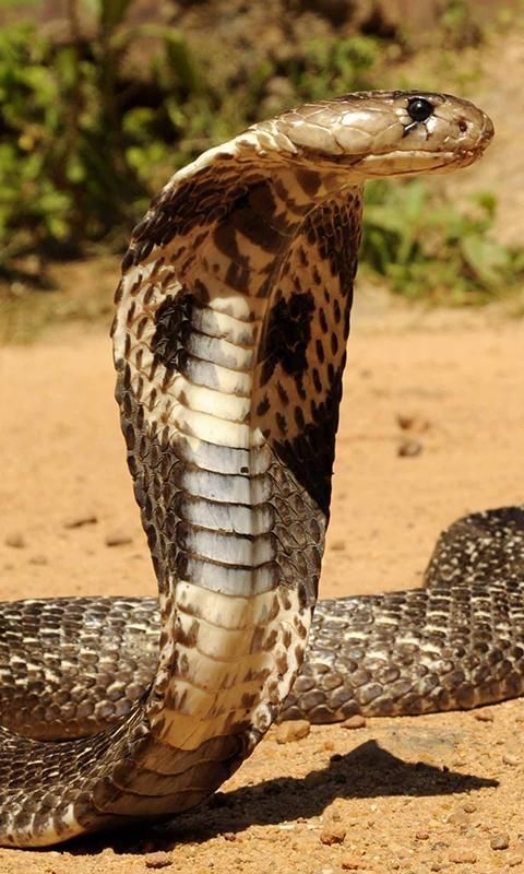 Detail King Cobra Wallpaper Nomer 48
