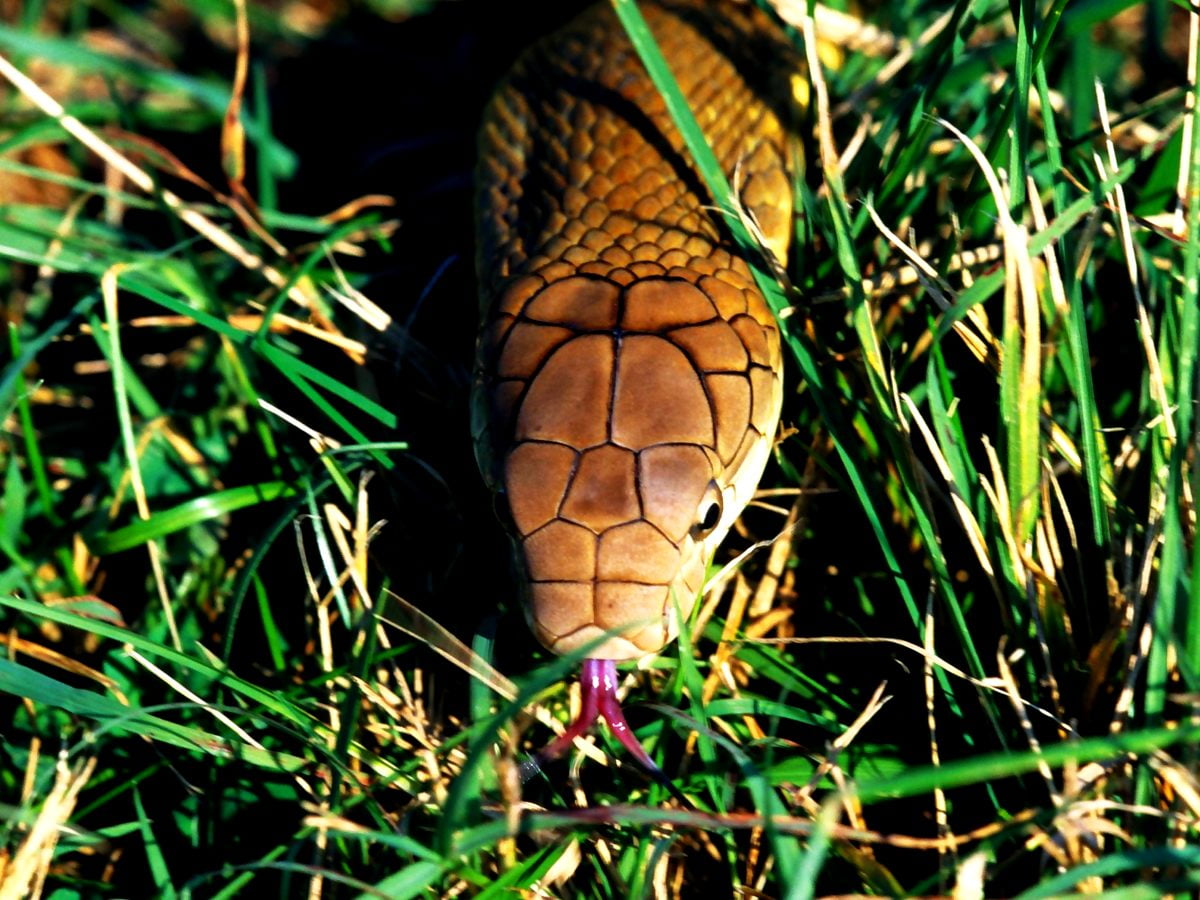 Detail King Cobra Wallpaper Nomer 49