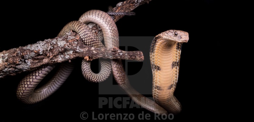 Detail King Cobra Wallpaper Nomer 52