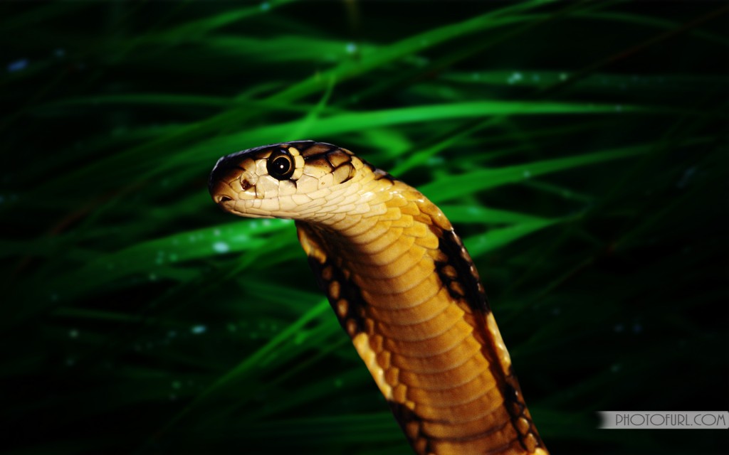 Detail King Cobra Wallpaper Nomer 53