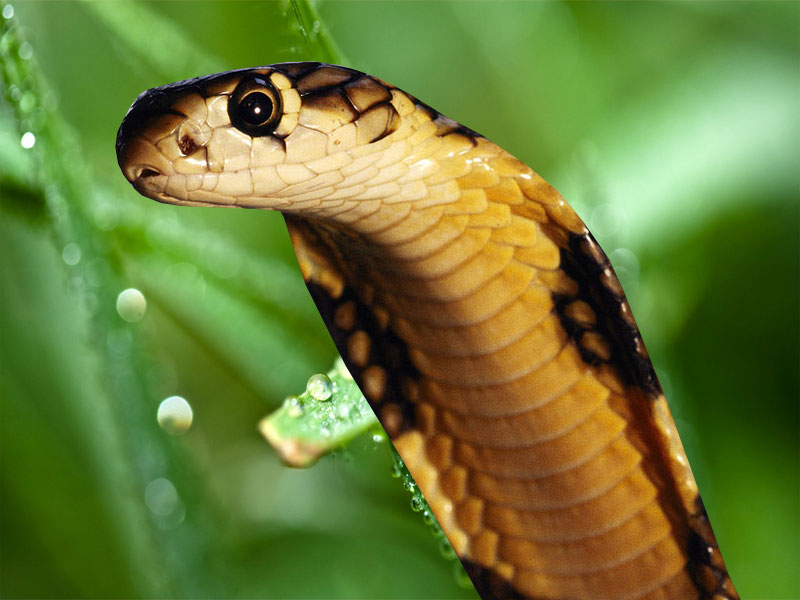 Detail King Cobra Wallpaper Nomer 55