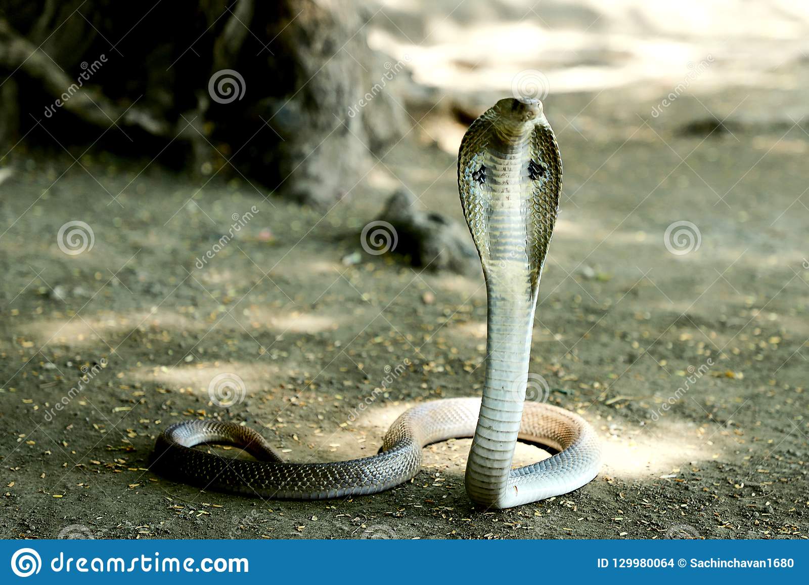 Detail King Cobra Wallpaper Nomer 57