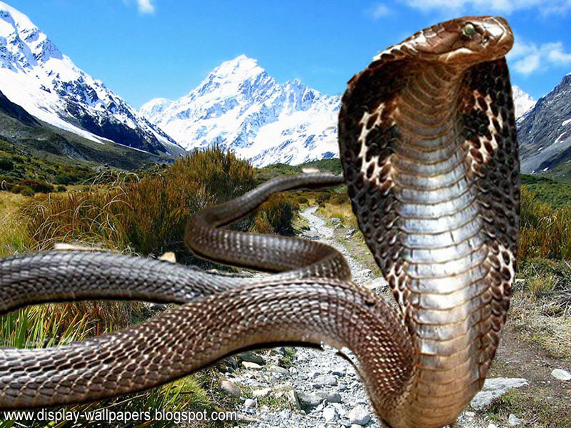 Detail King Cobra Wallpaper Nomer 8
