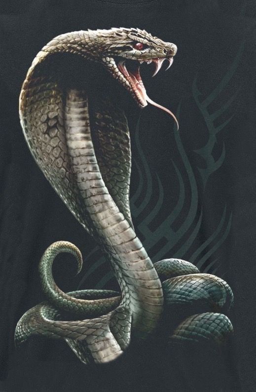 Detail King Cobra Wallpaper Nomer 9