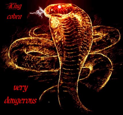 Detail King Cobra Wallpaper Nomer 10