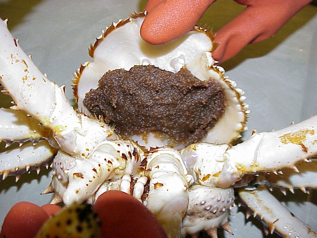 Detail King Crab Images Nomer 20