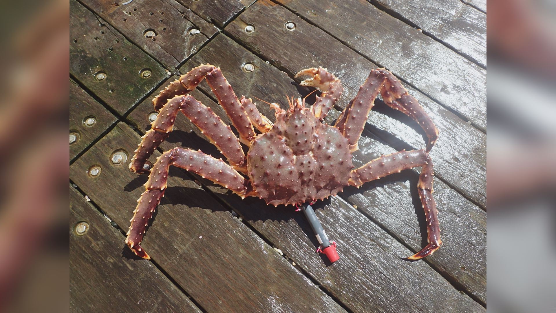 Detail King Crab Images Nomer 23