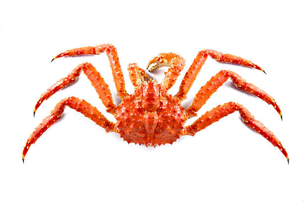 Detail King Crab Images Nomer 28