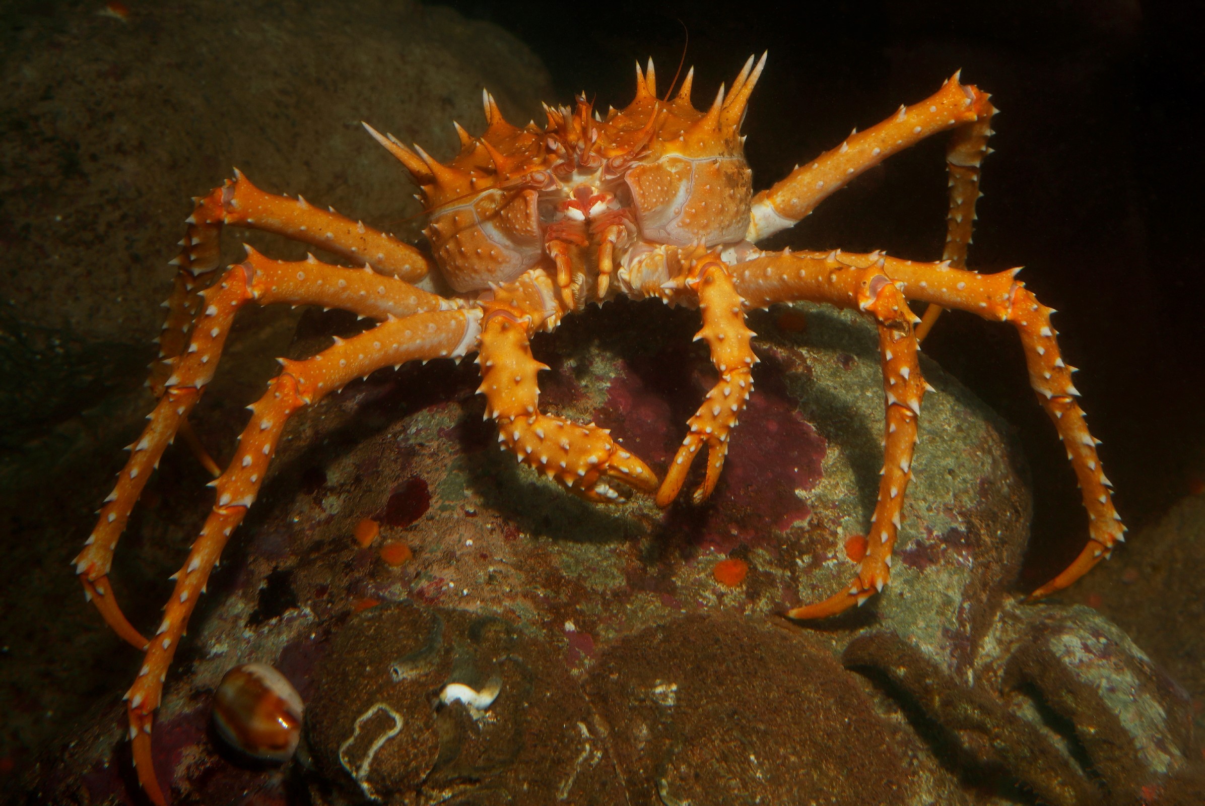 Detail King Crab Images Nomer 31