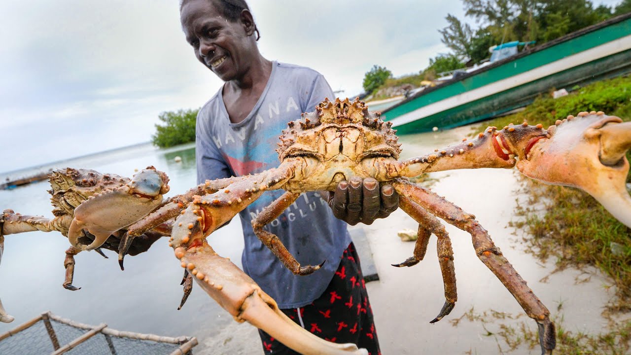 Detail King Crab Images Nomer 39