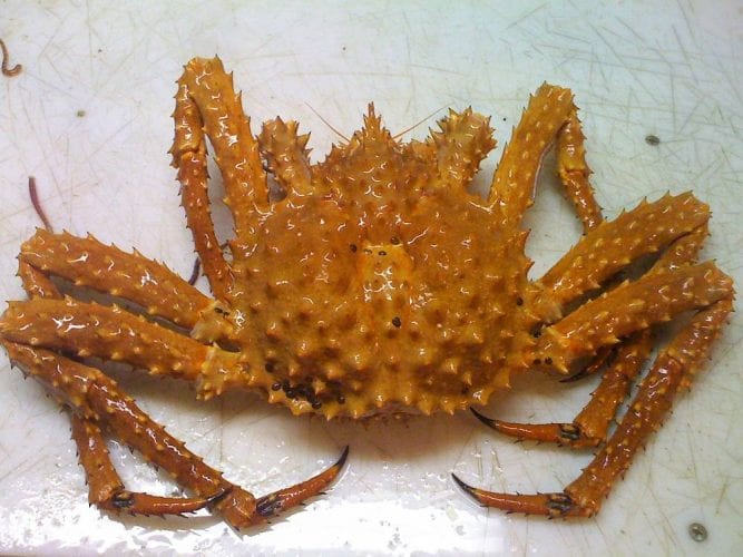 Detail King Crab Images Nomer 43