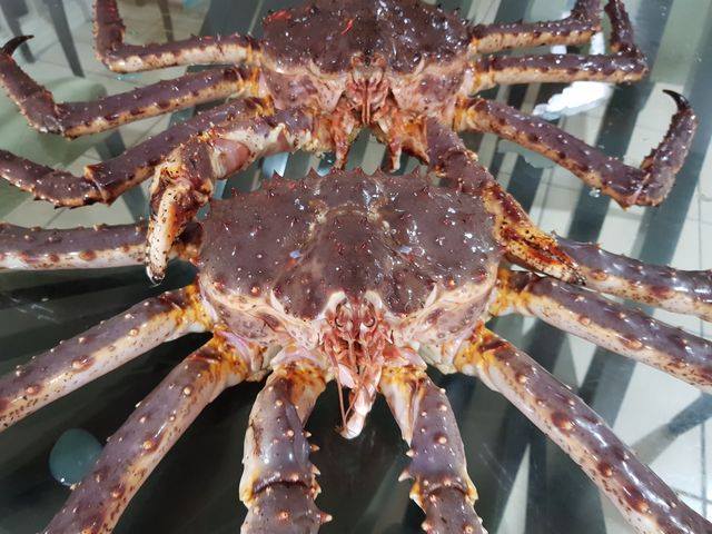 Detail King Crab Images Nomer 53