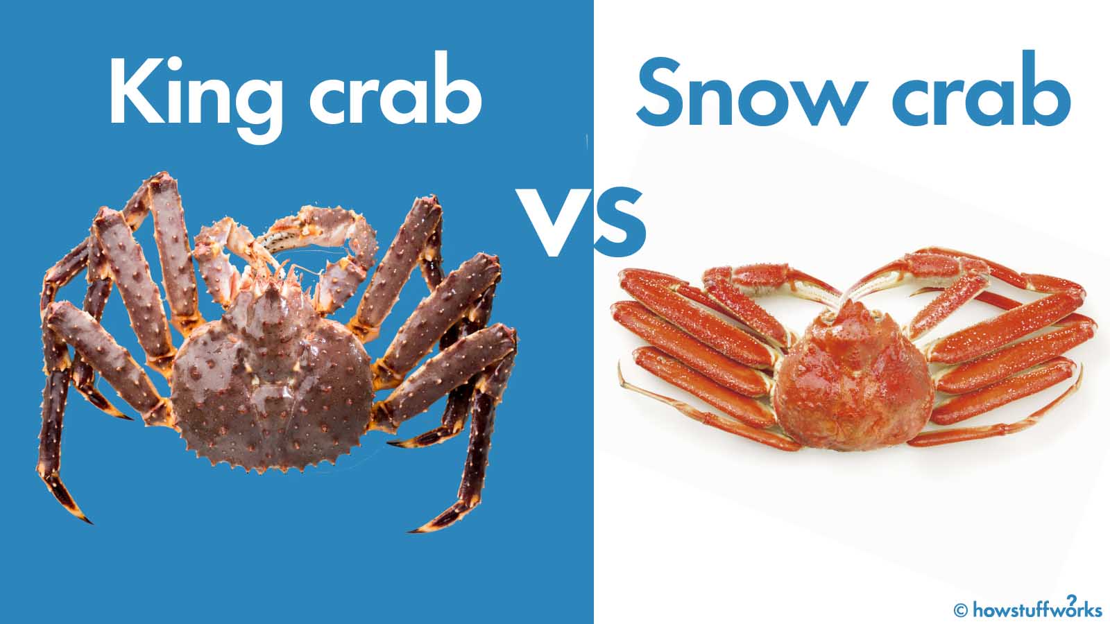 Detail King Crab Images Nomer 8